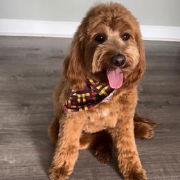 Milo - Goldendoodle