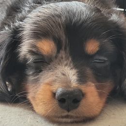 Dachshund Puppies from Ballad of Dachshunds