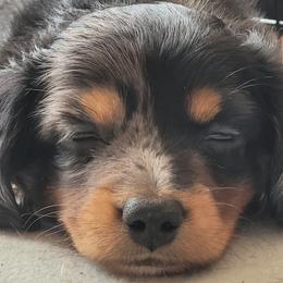 Dachshund Puppies from Ballad of Dachshunds