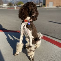 Susan  - Poodle
