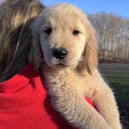 Blue Boy - Golden male Golden Retriever puppy in Silver Lake, Indiana from Seven Hills Goldens