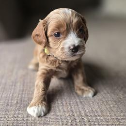 Yellow Collar Boy - Cream male Cavapoo puppy in Almira, Washington from Cavapoo Cuddles