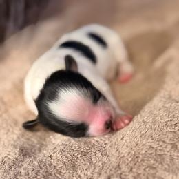 Boy 2 - White black and tan male Papillon puppy in Stamford, Connecticut from Anton's Papillons