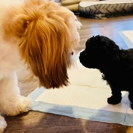 Poodle Puppies from Toy Poodle Kingdom