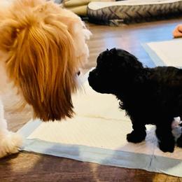 Poodle Puppies from Toy Poodle Kingdom