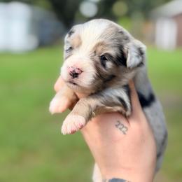 Willow ASDR - Blue merle female Miniature Australian Shepherd puppy in Polk City, Florida from Skaky Shepherds