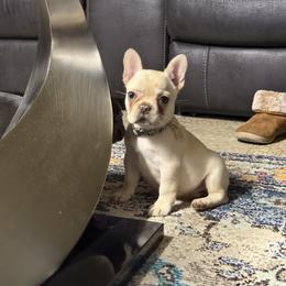 Cazzu - Cream female French Bulldog puppy in Salinas, California from Sugar's Maltipoo's and Frenchies