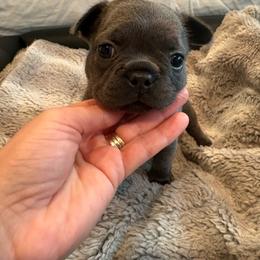 Violet - Blue female French Bulldog puppy in New Braunfels, Texas from Grand Star Bulldogs