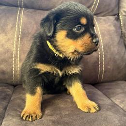 Freya - Black and tan female Rottweiler puppy in Newfoundland, Pennsylvania from Poconopaws