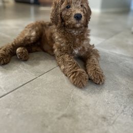 Goldendoodle Puppies from AZ Ohana Doodles