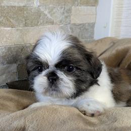 Harmon - Tricolor male Shih Tzu puppy in Clyde, North Carolina from Shawgo Pups