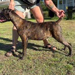 Esmarlda - Chestnut brindle female Cane Corso puppy in Jacksonville, North Carolina from Cor Dei Cane Corso