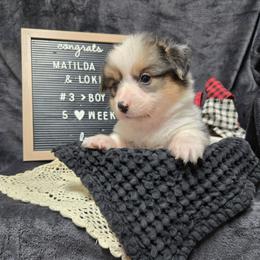 3 red collar boy - Black and tan male Pembroke Welsh Corgi puppy in Harrisburg, Illinois from Parish Corgis