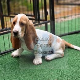 Daphne 3000 - Lemon and white female Basset Hound puppy in Big Rapids, Michigan from Basket Hound Bassets