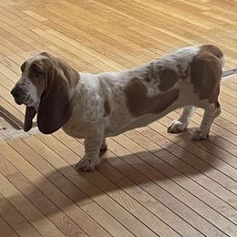 Tiramisu, MISU - Basset Hound