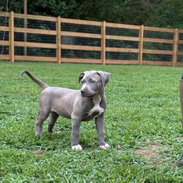Mimosa - Blue female American Bully puppy in Virginia from Terminal Velocity Kennels LLC