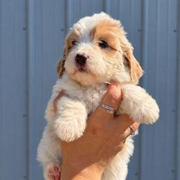 Pearl - Cream female Aussiedoodle puppy in Hudson, Michigan from Haas Pawz