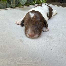 Chocolate and Tan Piebald Boy - Piebald male Dachshund puppy in California from Wild Weenies - Dachshund Ranch