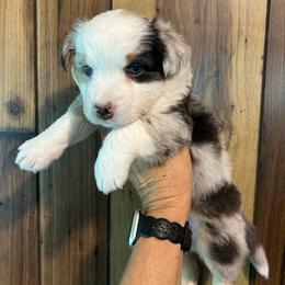 Blue Merle female 2 - Blue female Companion Cross puppy in Greenwood, South Carolina from JOY Farms