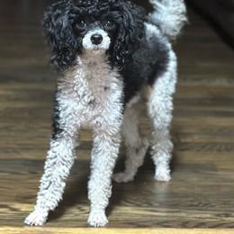 Trixie - Poodle