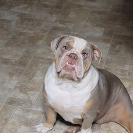 Waffles - Bulldog
