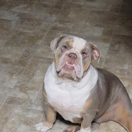 Waffles - Bulldog