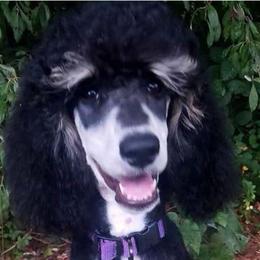 Poodles from Altamaha Mud Poodles LLC.