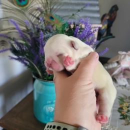 Girl 1 - Cream French Bulldog puppy in Germantown, Ohio from LaBelle Bulldogs