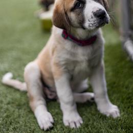 Anatolian Shepherd Dog Puppies from Fiddler’s Dream Anatolians