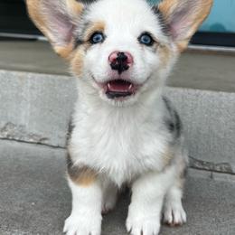 Champ - Blue merle and white male American Corgi puppy in Brownstown, Indiana from Brave Country Kennels