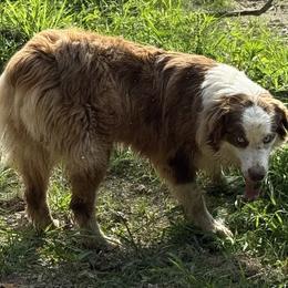 Kitty - Australian Shepherd