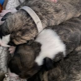 Whippet Puppies from Sara's Whippets