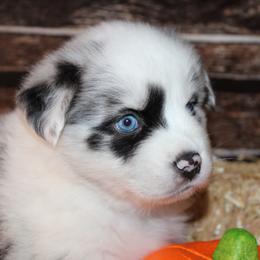 Australian Shepherd and Miniature Schnauzer Puppies from RM Aussies and Miniature Schnauzers