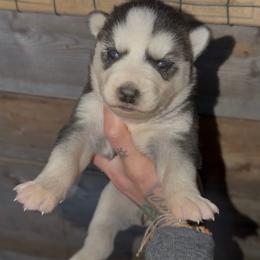 Girl 1 - Black and white female Siberian Husky puppy in Iron River, Wisconsin from Wiemeri Siberians