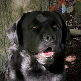 Dierks  - Labrador Retriever