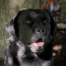 Dierks  - Labrador Retriever