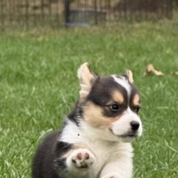 Pembroke Welsh Corgi Puppies from Sherwood Acres Pembrokes