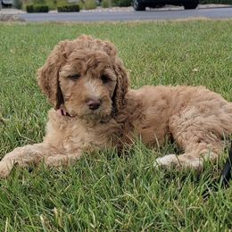 Poodles from Fancy Poodles