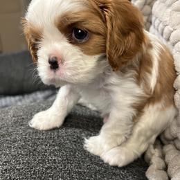Blenheim Boy - Blenheim male Cavalier King Charles Spaniel puppy in Orland, Indiana from Place's Cavalier puppies.