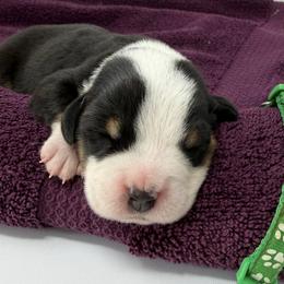 Dark Green - Black, white and red male Greater Swiss Mountain Dog puppy in Oregon City, Oregon from Runamuck's Greater Swiss Mountain Dogs