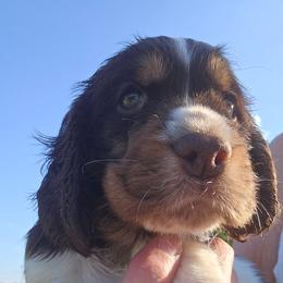 Skye - Liver white and tan female English Springer Spaniel puppy in Hephzibah, Georgia from Sidel's Springers