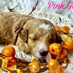 Pink Girl - Goldendoodle puppy in Excelsior Springs, Missouri from Zoodles Micro Goldendoodles