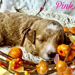 Pink Girl - Goldendoodle puppy in Excelsior Springs, Missouri from Zoodles Micro Goldendoodles