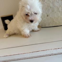 Boy 1 - White male Maltese puppy in North Port, Florida from Anastasiya's Maltese Pups