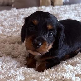 Duncan - Black and tan male Dachshund puppy in Chelsea, Oklahoma from Elite Puppies of Oklahoma