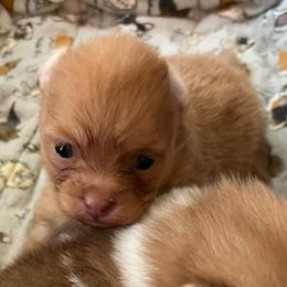 Remi - Chocolate sable female Pomeranian puppy in Bentonville, Arkansas from Hummingbird & Fox