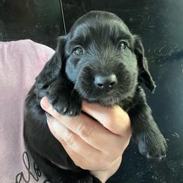 Barolo - Black male Dachshund puppy in Bigfork, Minnesota from Dachshunds Up North