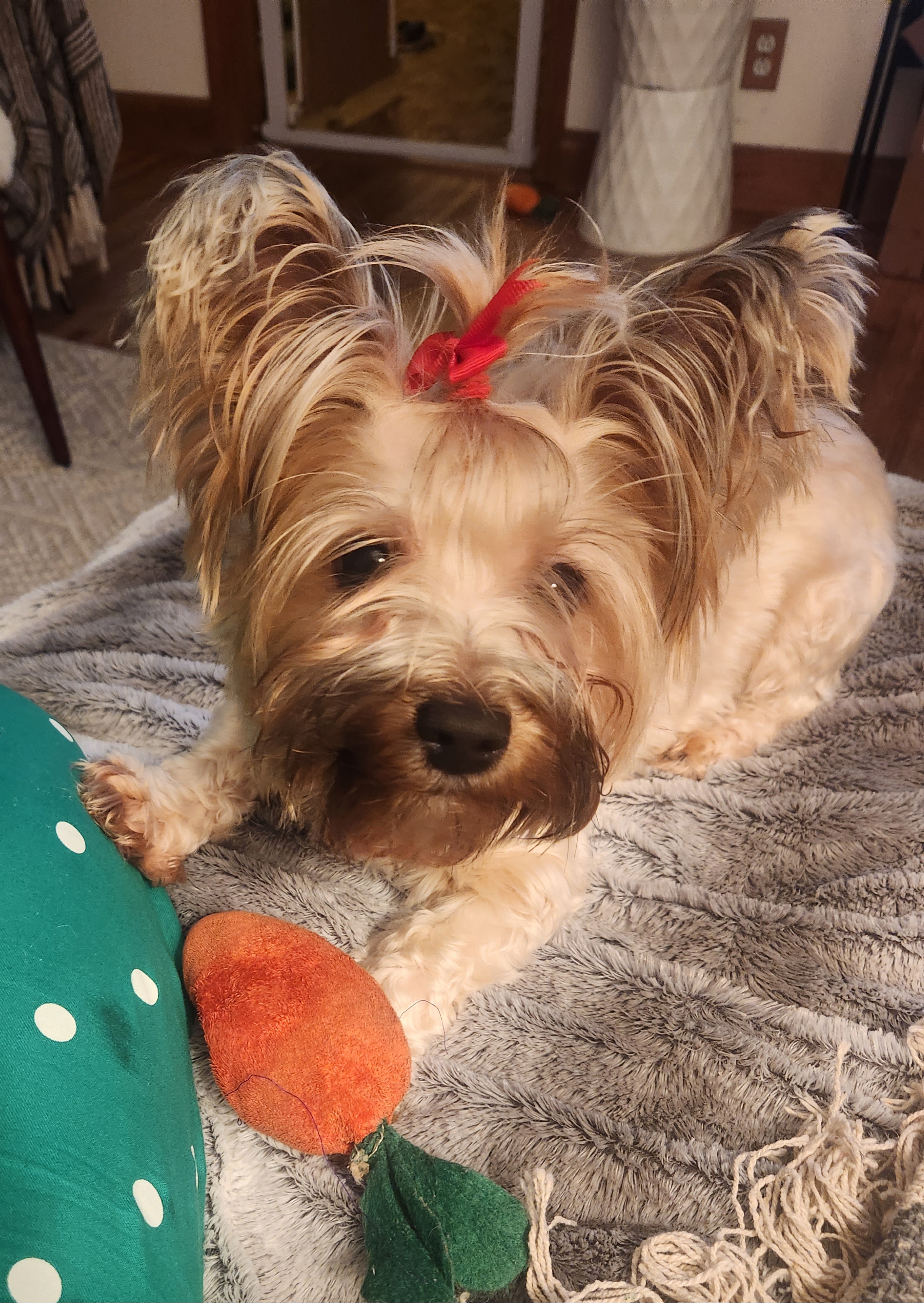 Duchy - Yorkshire Terrier