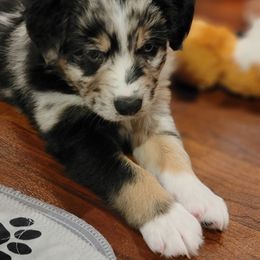 Australian Shepherd Puppies from Summit Australian Shepherds
