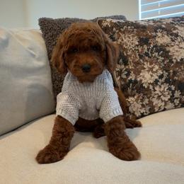 Benz - Red  male Goldendoodle puppy in Anaheim, California from Cuddle Bear Doodles